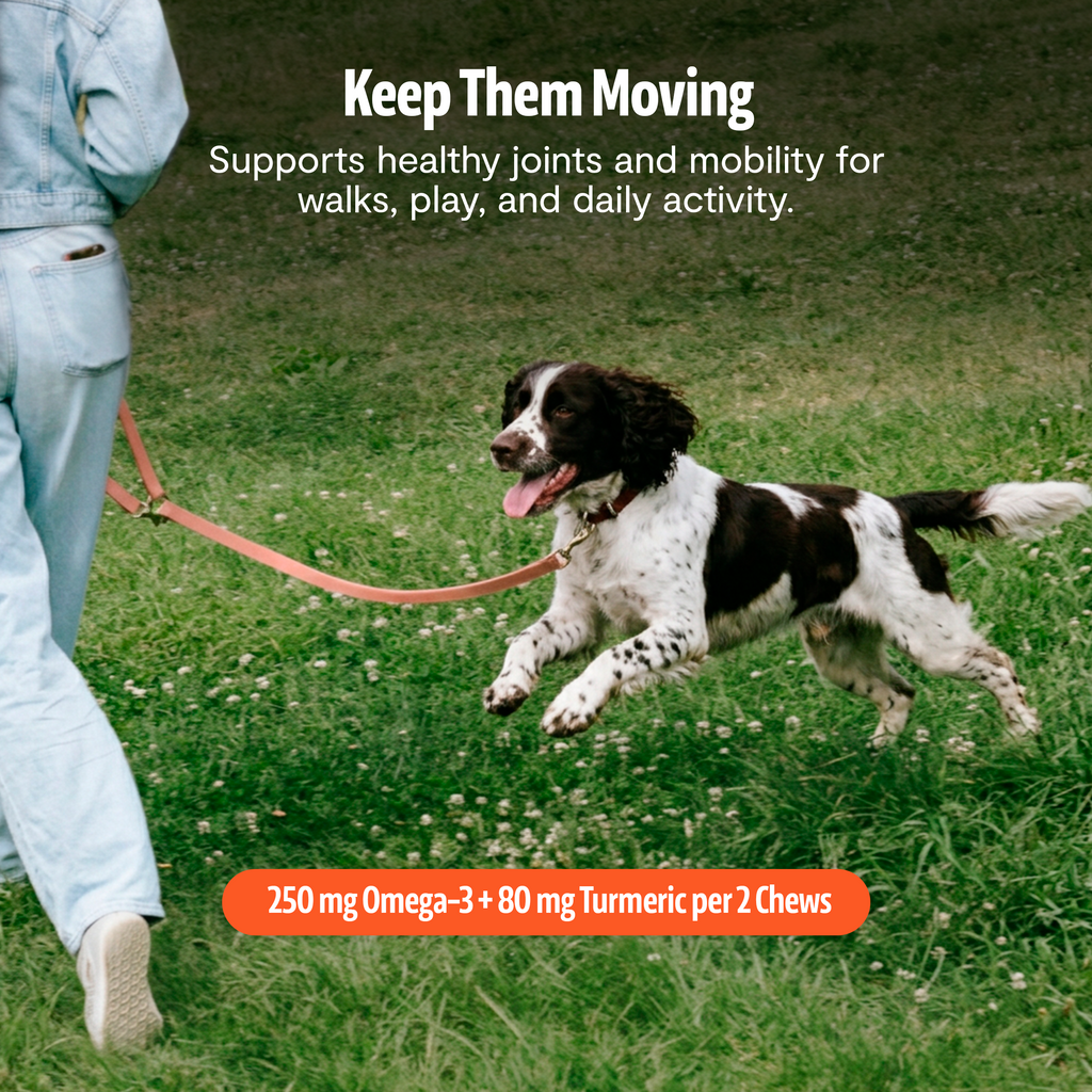 Shroomies for Dogs Organic Mushroom Complex