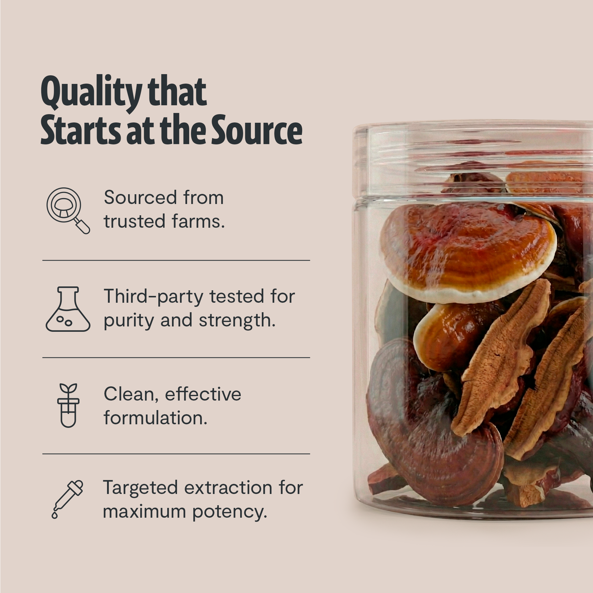 Polvo de hongo Reishi orgánico