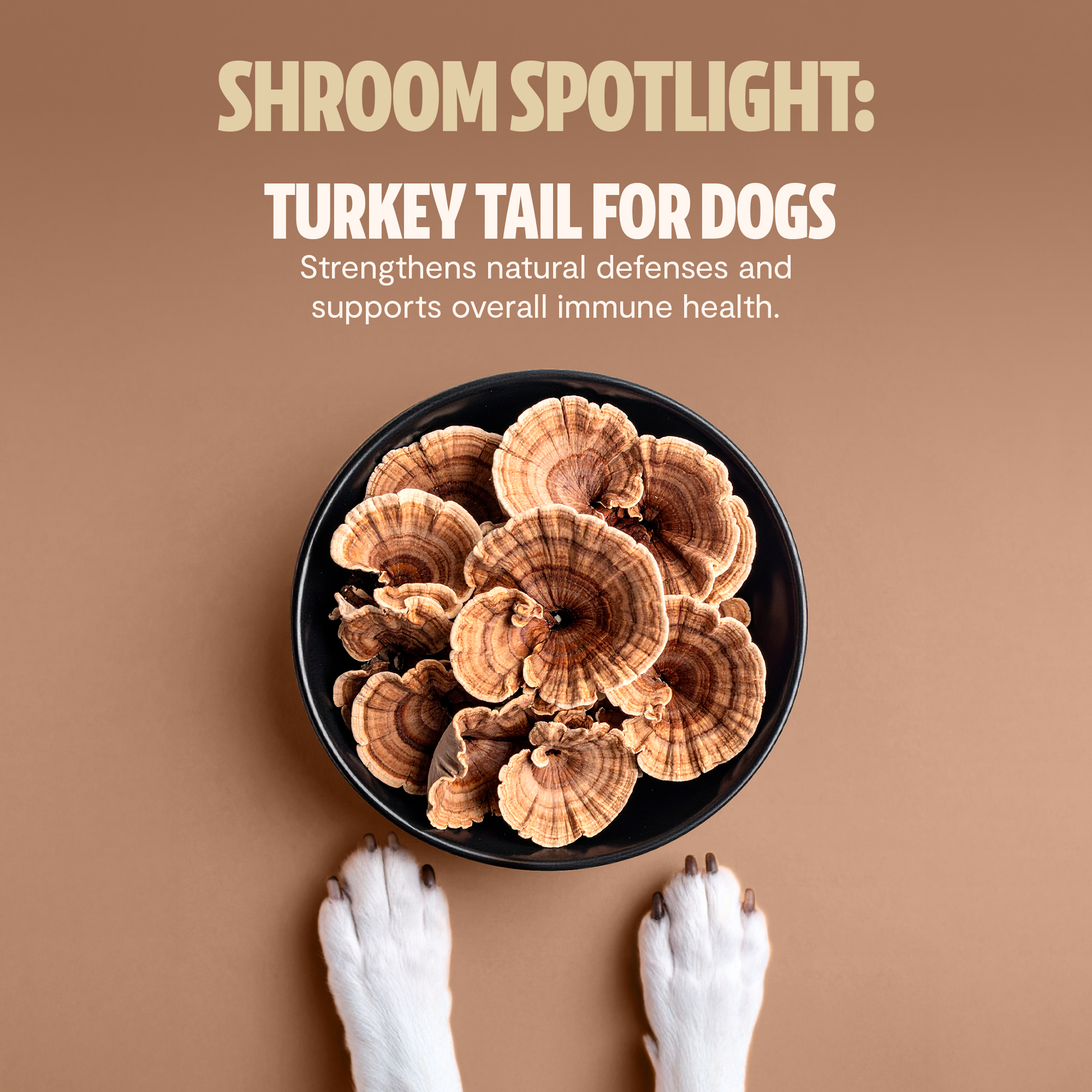 Shroomies for Dogs Organic Mushroom Complex